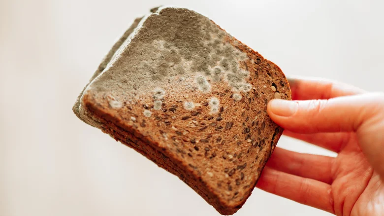 نان کپک زده