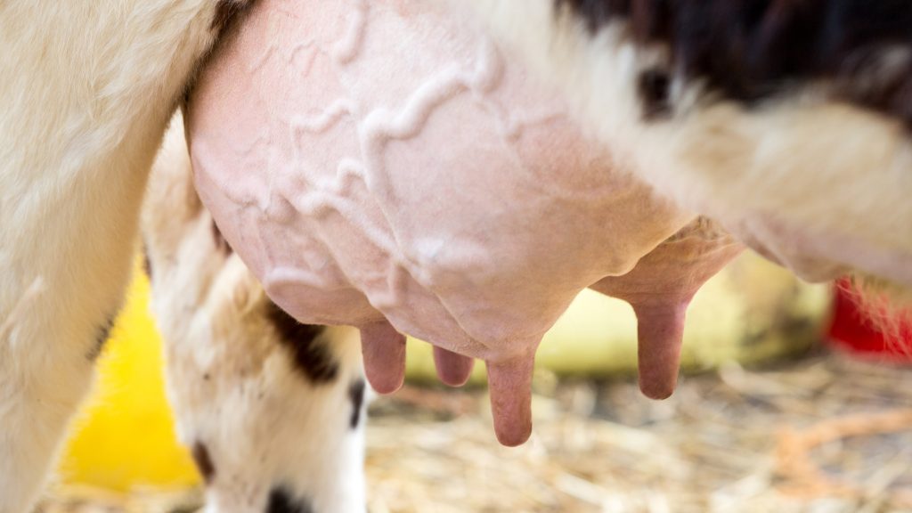 ورم پستان گاو (Mastitis)